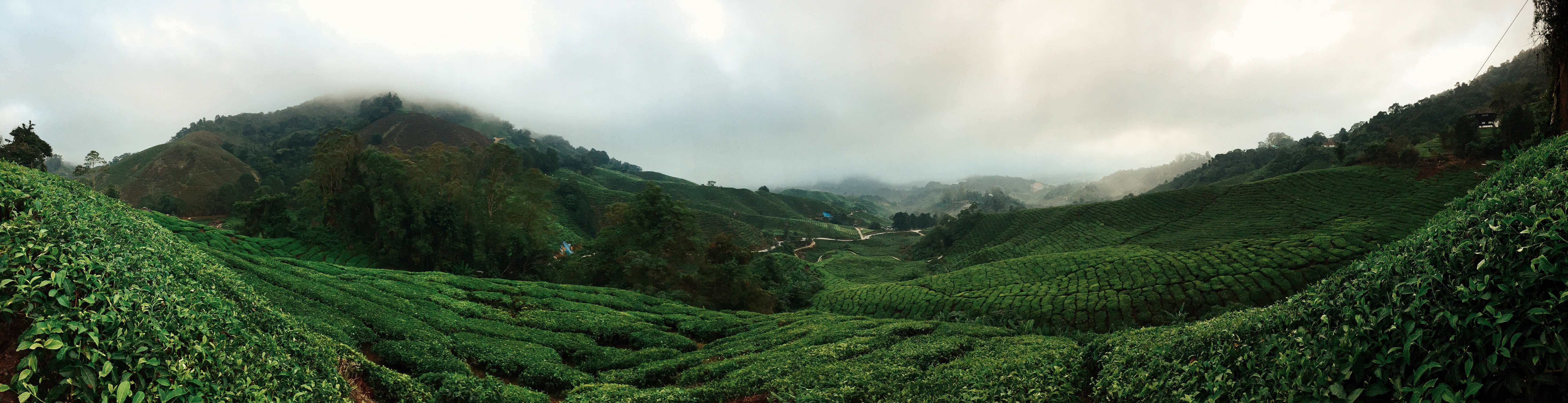 We crawled out of our beds in the wee hours of the morning, braved the narrow, muddy roads leading into the depths of the tea plantation.